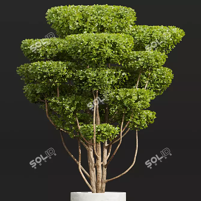 Concinna Bonsai Set, 3D Models 3D model image 3