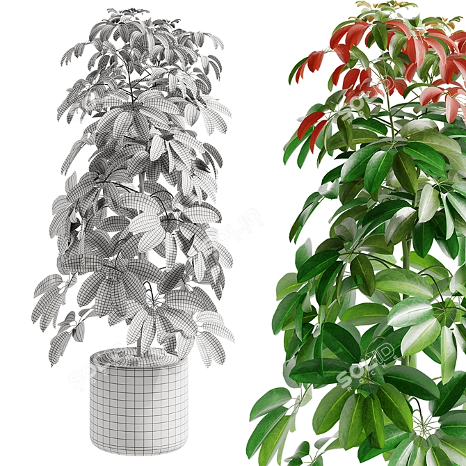 Tropical Schefflera Arboricola Model 3D model image 2