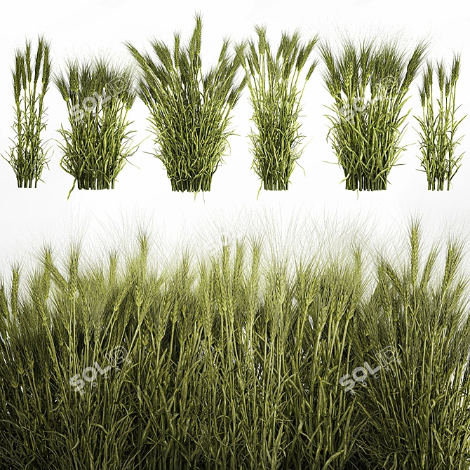 Lush Wheat Spikelet Cluster for Natural Decor. 3D model image 1