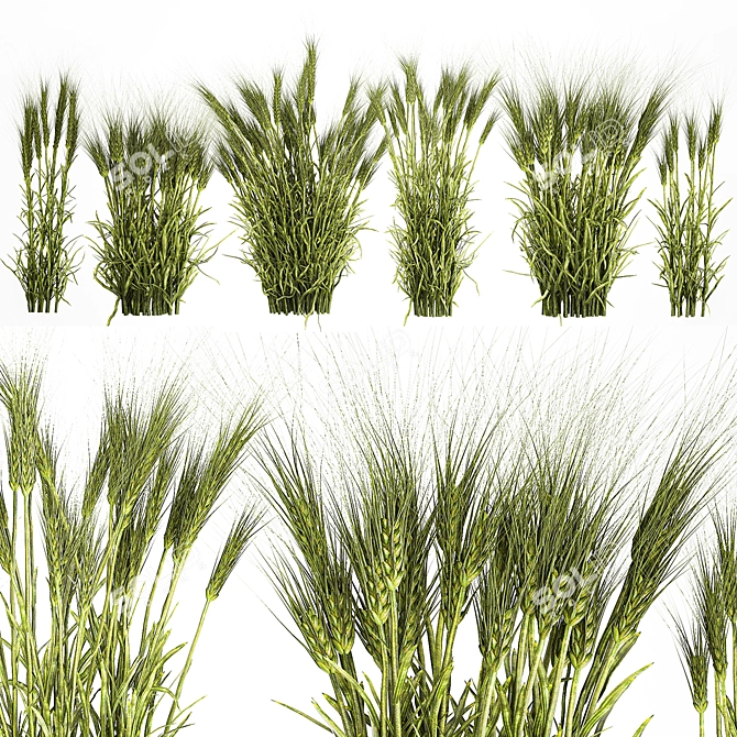 Lush Wheat Spikelet Cluster for Natural Decor. 3D model image 2