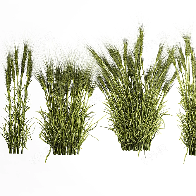 Lush Wheat Spikelet Cluster for Natural Decor. 3D model image 3