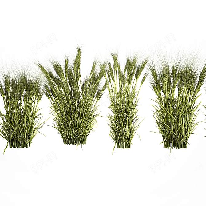 Lush Wheat Spikelet Cluster for Natural Decor. 3D model image 5