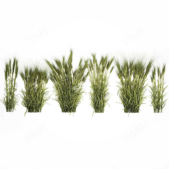 Lush Wheat Spikelet Cluster for Natural Decor. 3D model image 6