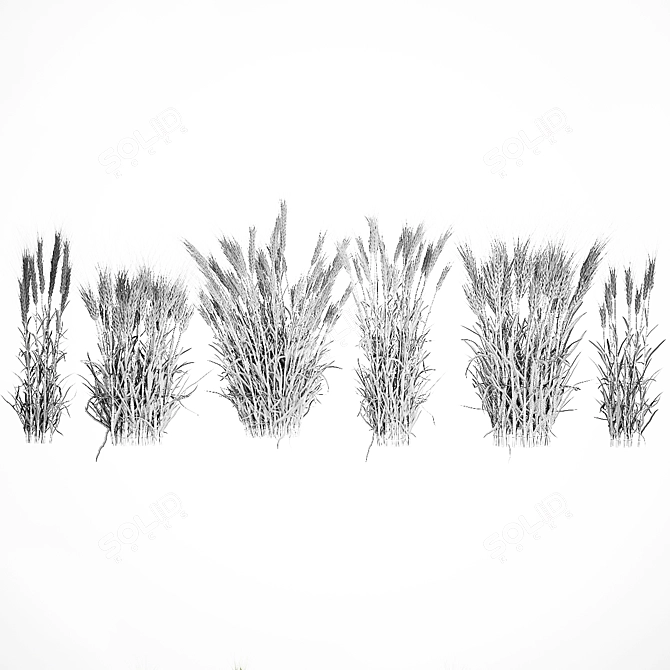 Lush Wheat Spikelet Cluster for Natural Decor. 3D model image 7