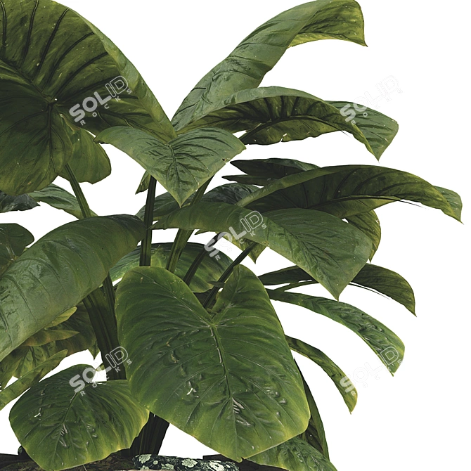 Tropical Plant Collection Set 3D model image 5