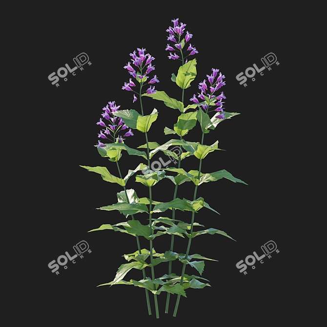 Pink Prairie Penstemon 3D Model 3D model image 2