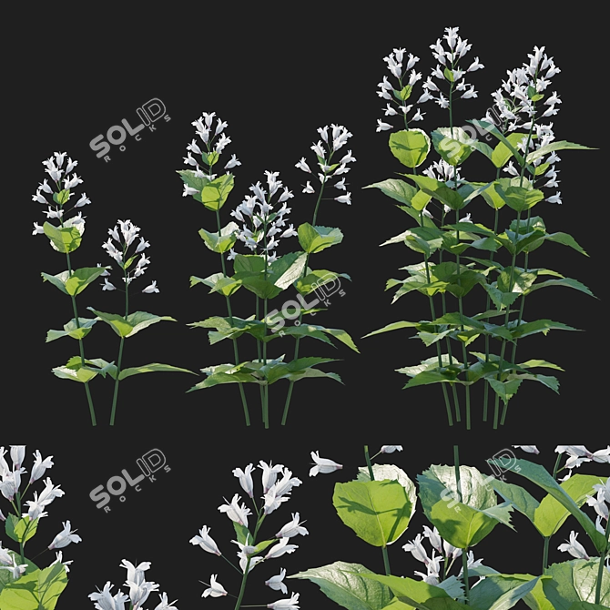 Prairie Penstemon 2017 Model Kit 3D model image 1