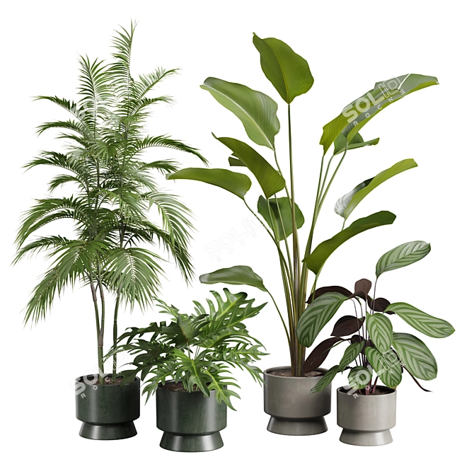 Exotic Indoor Plants Selection Pack 3D model image 1