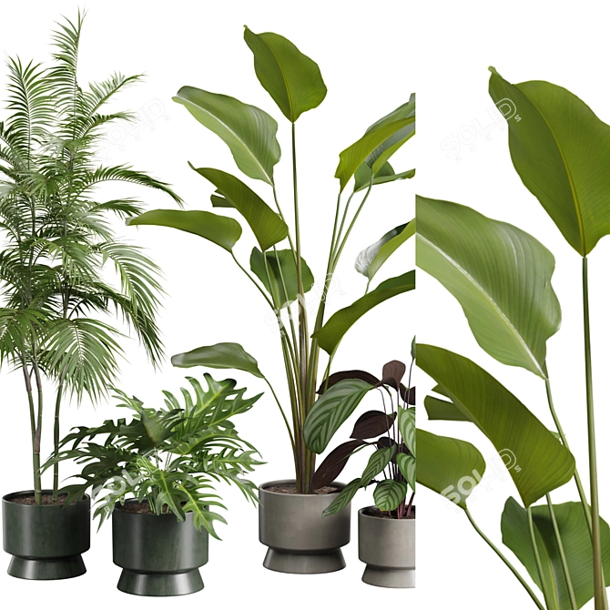 Exotic Indoor Plants Selection Pack 3D model image 2