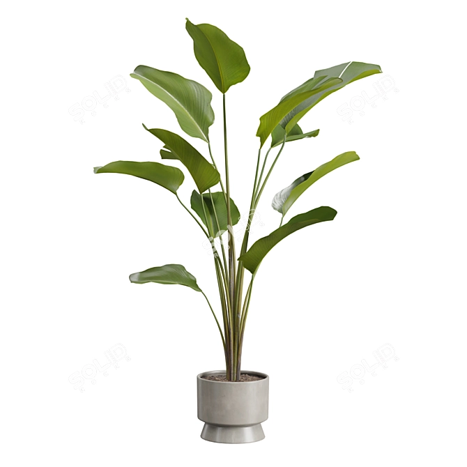 Exotic Indoor Plants Selection Pack 3D model image 4