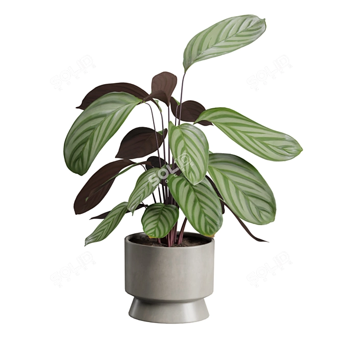 Exotic Indoor Plants Selection Pack 3D model image 6