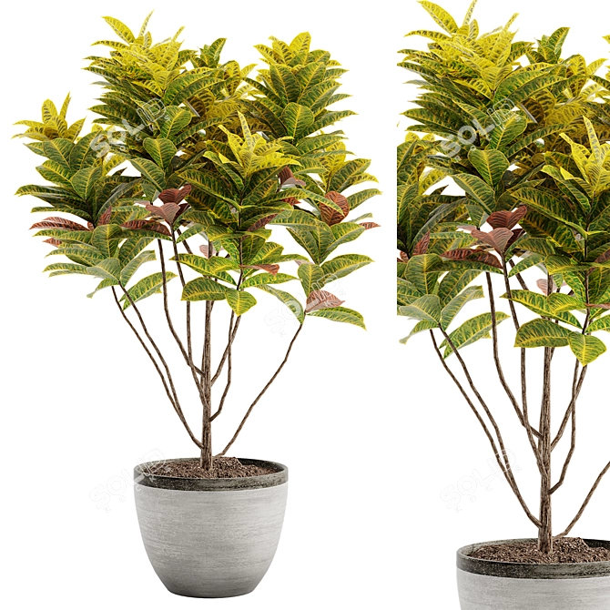 Colorful Croton Plant Model 3D 3D model image 1