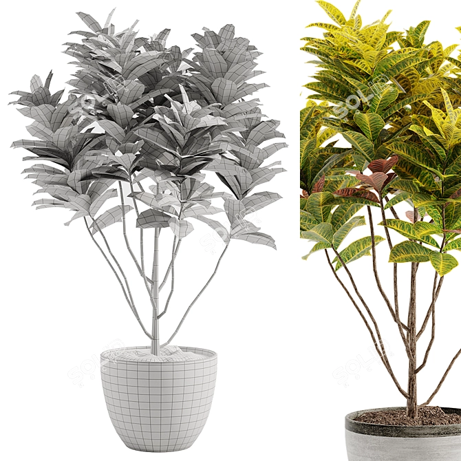 Colorful Croton Plant Model 3D 3D model image 2