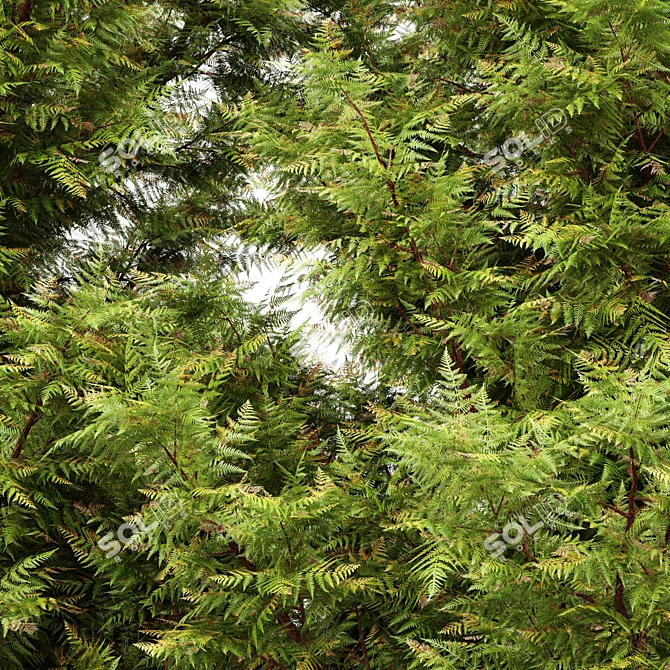 Leyland Cypress Tree Models Bundle 3D model image 2