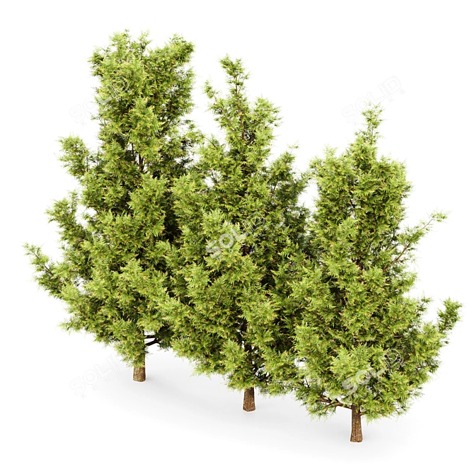 Leyland Cypress Tree Models Bundle 3D model image 3