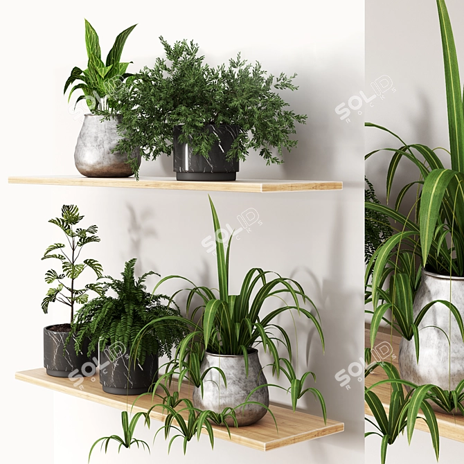 Modern Plant Collection 3D Model 3D model image 1