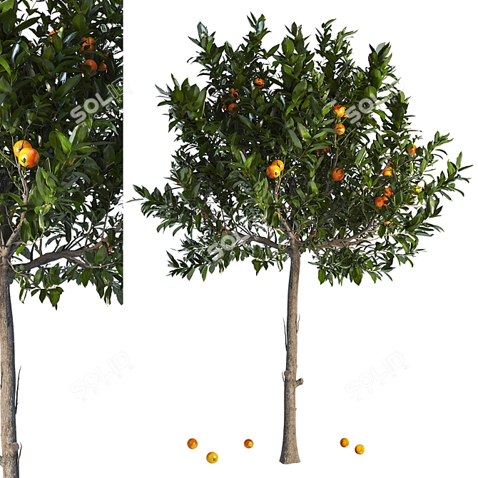 Citrus Tree 3D Model Max 3D model image 1