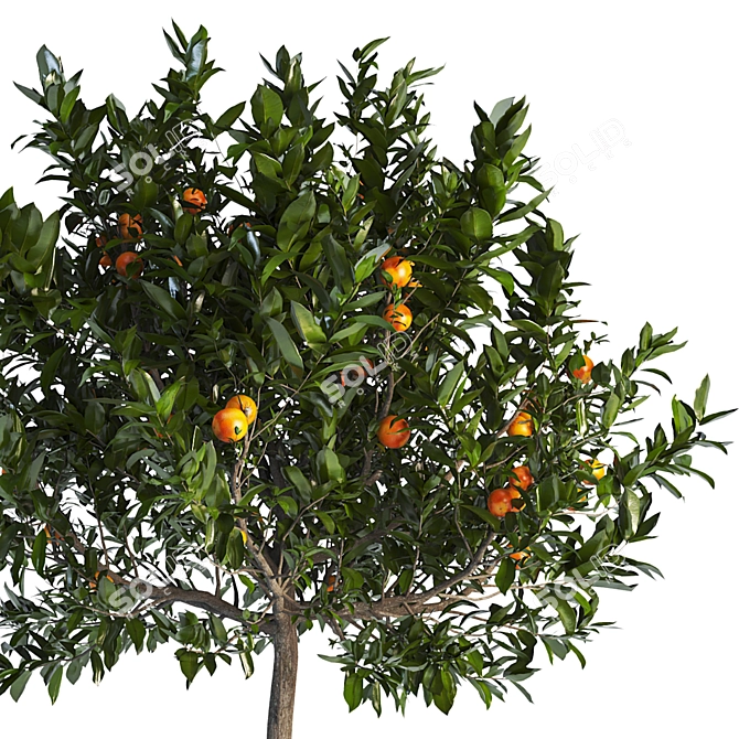 Citrus Tree 3D Model Max 3D model image 2