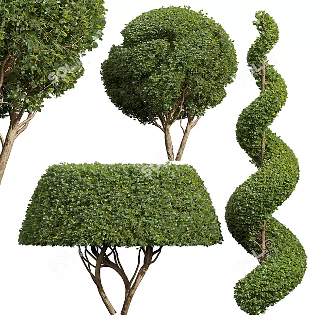 Ficus Concinna Trio Bonsai Set 3D model image 1