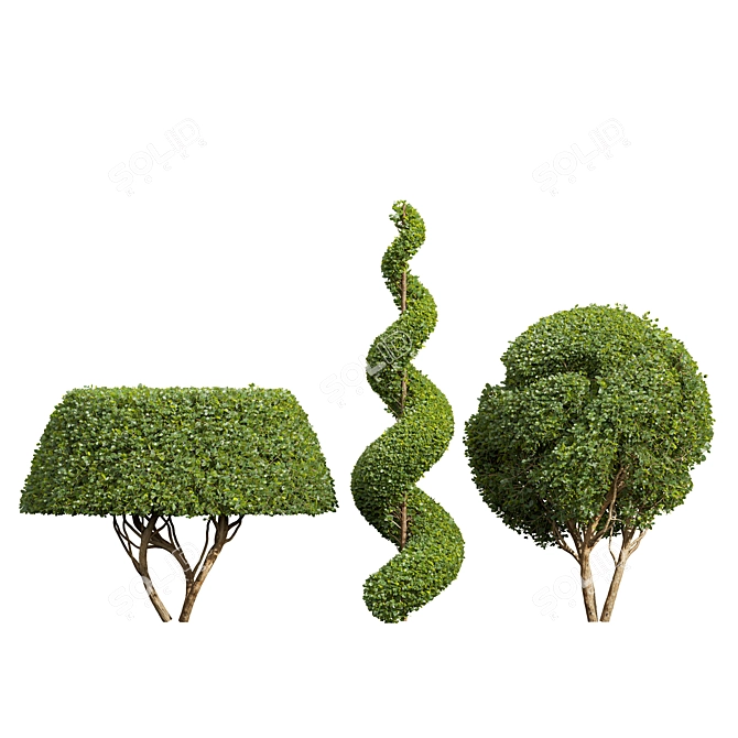 Ficus Concinna Trio Bonsai Set 3D model image 2