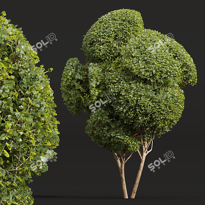 Ficus Concinna Trio Bonsai Set 3D model image 3