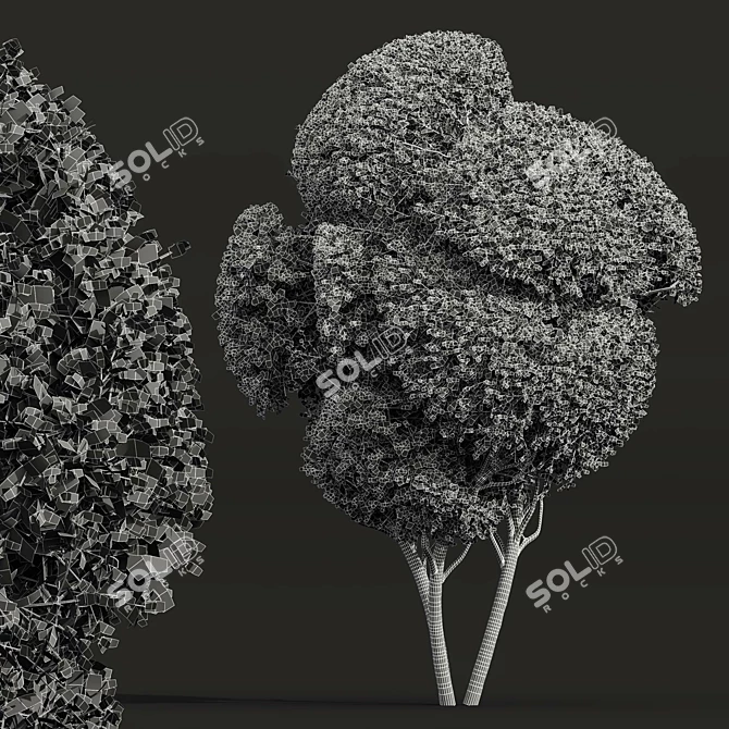 Ficus Concinna Trio Bonsai Set 3D model image 4