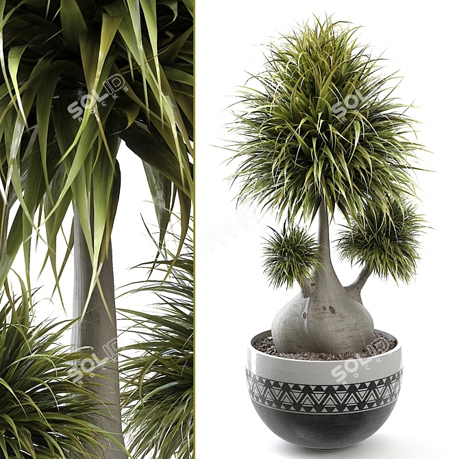 Breathtaking Beaucarnea 005 Render 3D model image 1