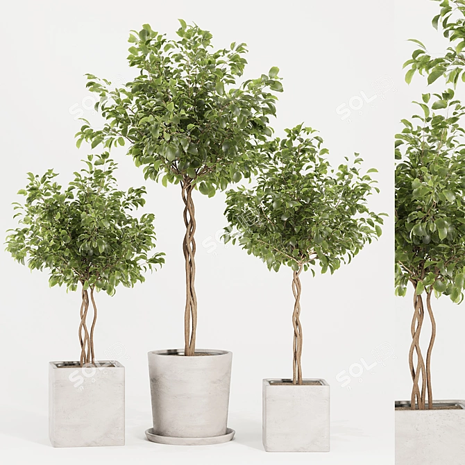 Florist Ficus Benjamina Design Set 3D model image 1