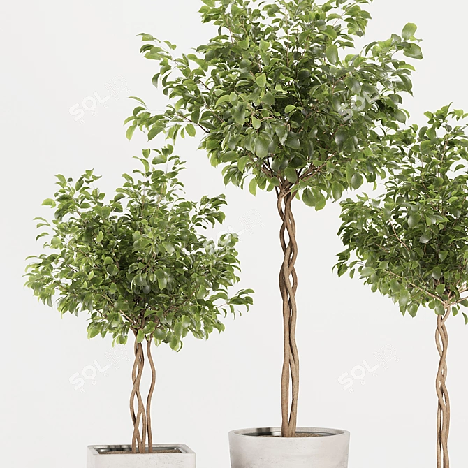 Florist Ficus Benjamina Design Set 3D model image 2