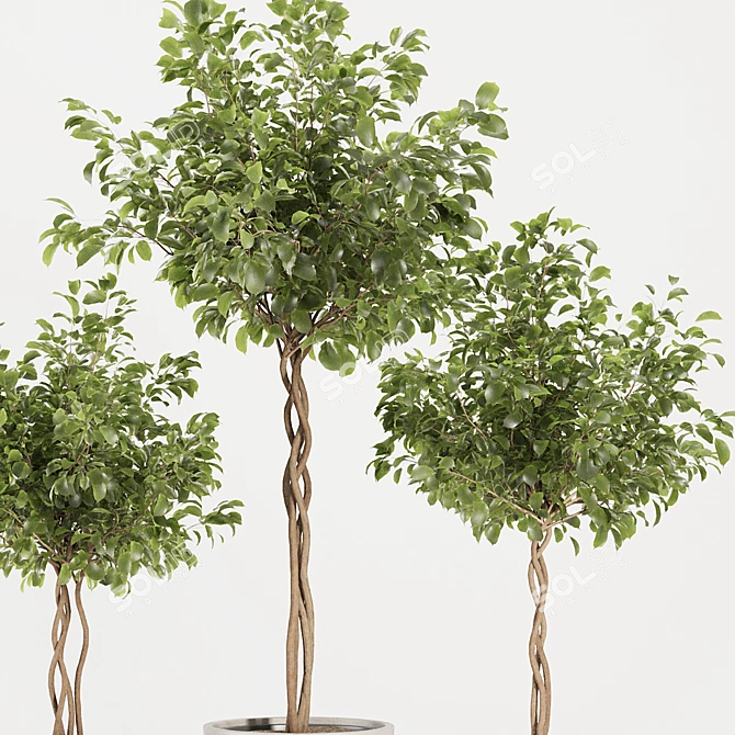 Florist Ficus Benjamina Design Set 3D model image 3