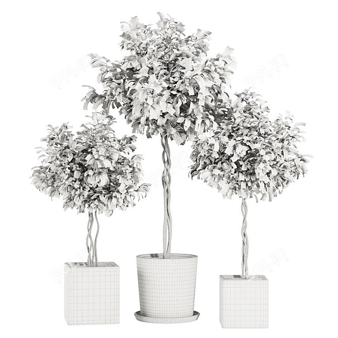 Florist Ficus Benjamina Design Set 3D model image 5