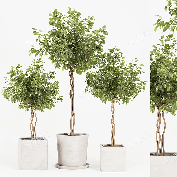 Florist Ficus Benjamina Design Set 3D model image 6