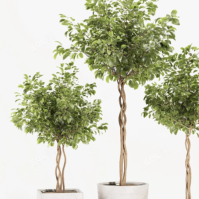 Florist Ficus Benjamina Design Set 3D model image 7