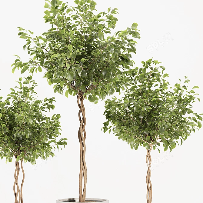 Florist Ficus Benjamina Design Set 3D model image 8