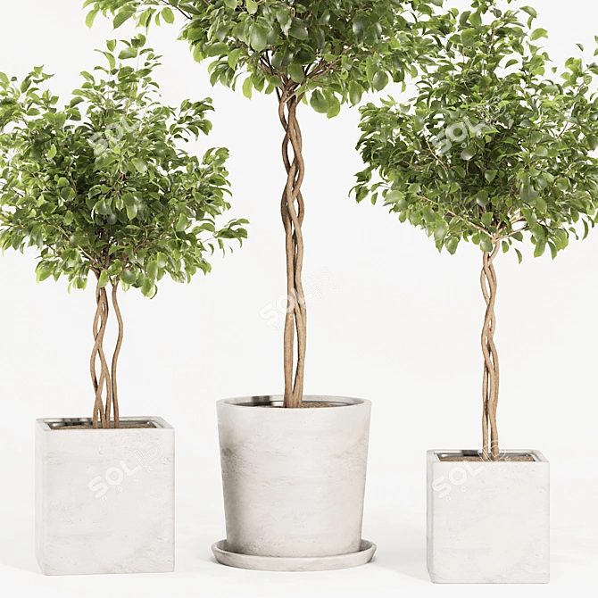 Florist Ficus Benjamina Design Set 3D model image 9