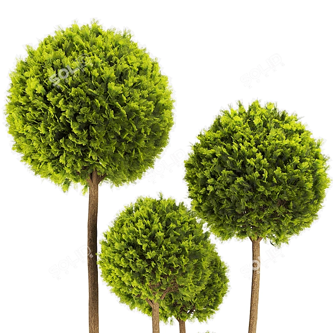 Elegant Cypress Pom Pom Topiary 3D model image 2