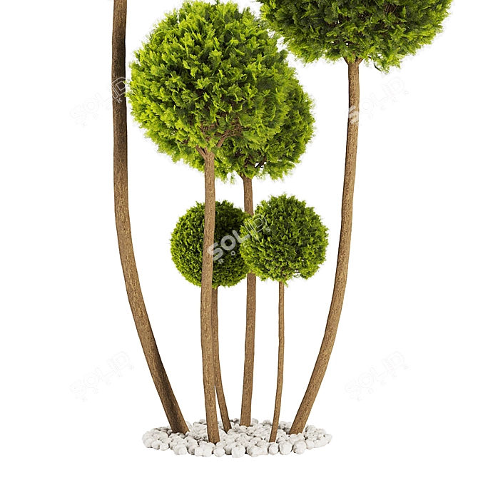 Elegant Cypress Pom Pom Topiary 3D model image 3