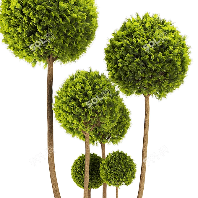 Elegant Cypress Pom Pom Topiary 3D model image 4