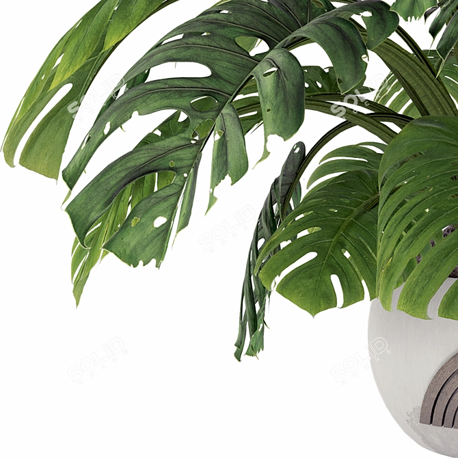 Monstera Plant Collection Set 3D model image 4