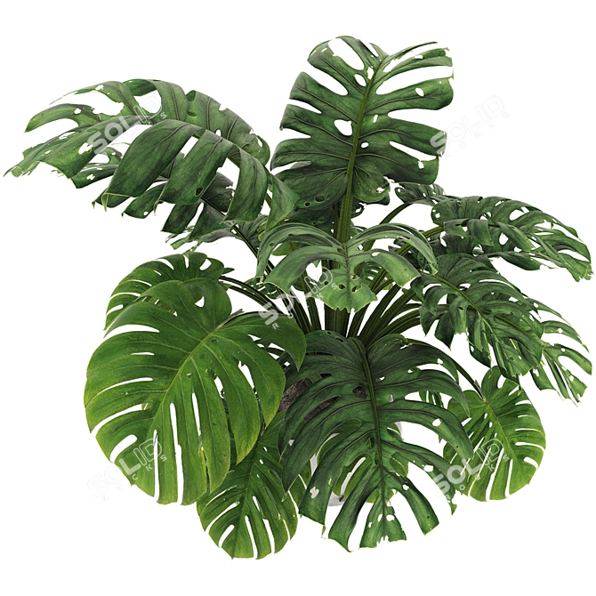 Monstera Plant Collection Set 3D model image 6