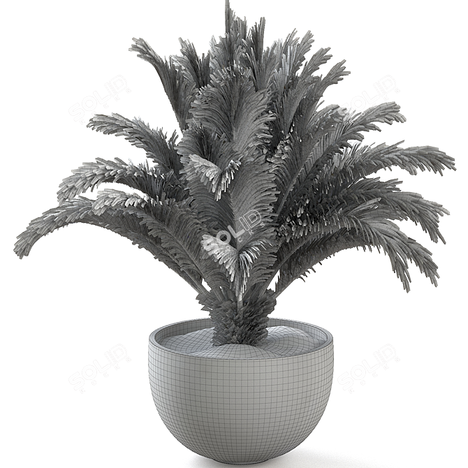 Russian Sago Palm Render Exquisite 3D model image 2
