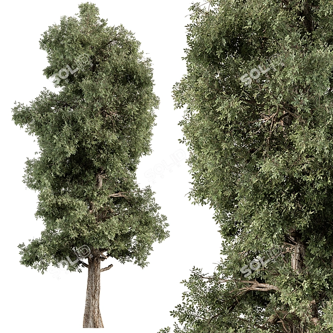 Pine Cypress Tree Set 162 3D model image 1