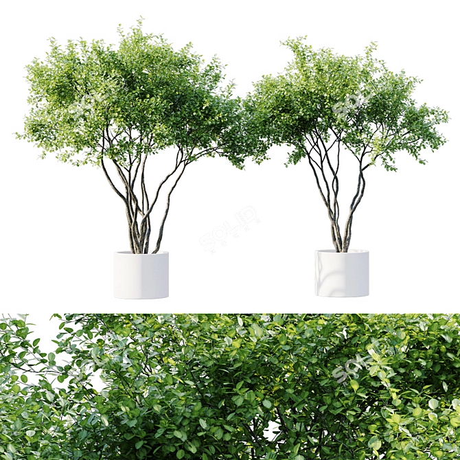  Stylish Indoor Plant Collection 3D model image 1