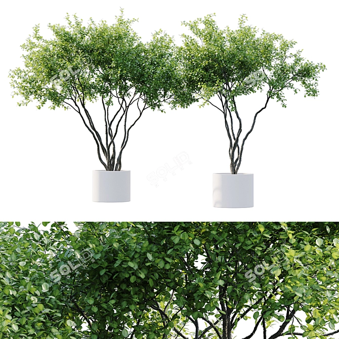  Stylish Indoor Plant Collection 3D model image 2