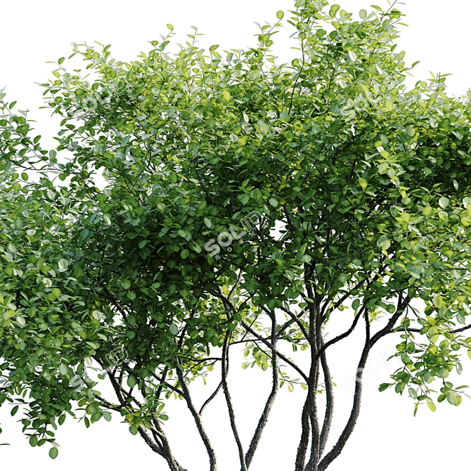  Stylish Indoor Plant Collection 3D model image 3