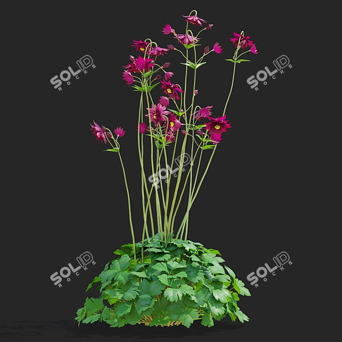 Aquilegia Ruby Port 3D Flower Model 3D model image 4
