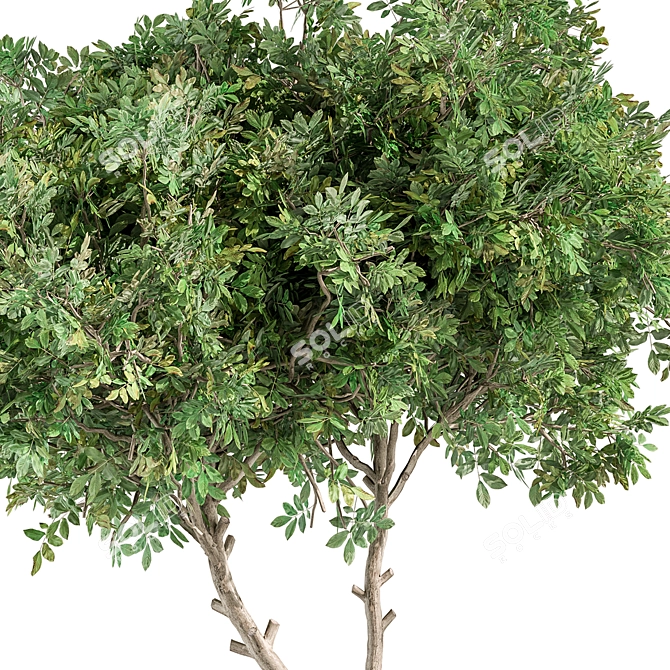 Indoor Oasis: Tree and Bush 3D model image 2