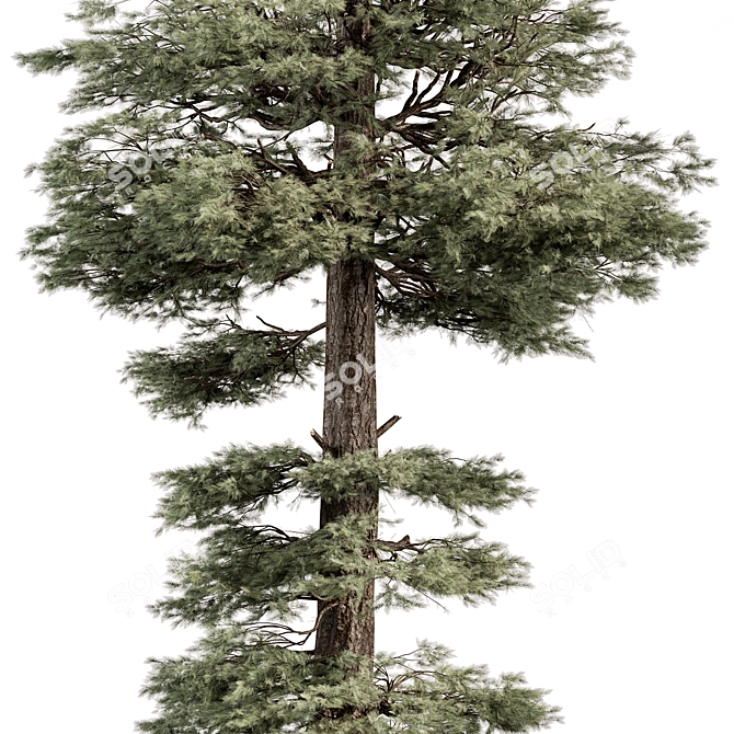 Evergreen Tree Set Bundle 3D model image 2