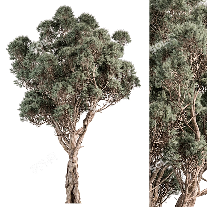 Japanese Cryptomeria Cypress Tree Set 3D model image 1