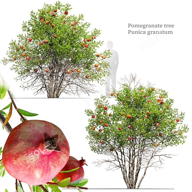 Punica Granatum Tree Set 3D model image 1